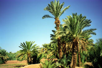 South of Zagora, Morocco
1998-11-28