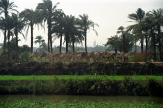 Nile River, Egypt
1999-03-09