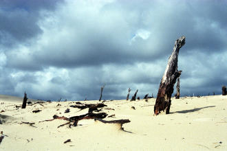 Henty Dunes, Tasmania
2002-10-23 Henty Dunes, Tasmania
2002-10-23