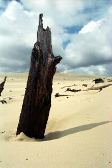 Henty Dunes, Tasmania
2002-10-23 Henty Dunes, Tasmania
2002-10-23