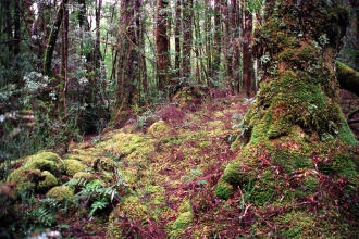 Franklin River, Tasmania
2002-10-25 Franklin River, Tasmania
2002-10-25